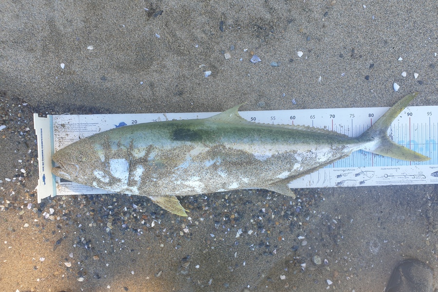 Gareth  Nicholson  caught this 84.0cm Kingfish at Nelson/Marlborough during The Export NZ Fishing Competition