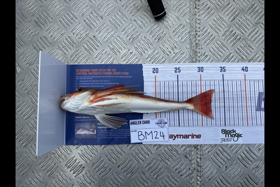 Nick Coulter caught this 32.0cm Gurnard at Coromandel during The Export NZ Fishing Competition
