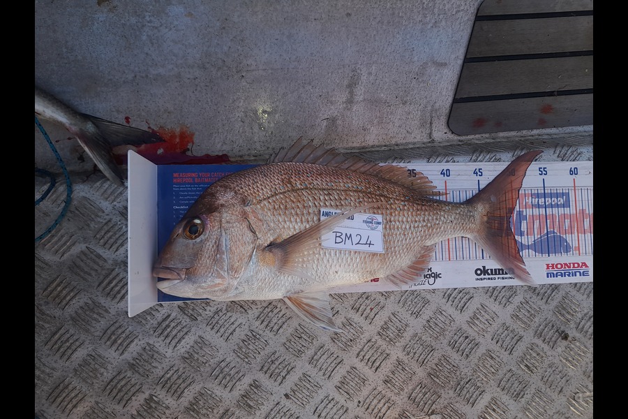 Andrew Stanford caught this 49.5cm Snapper at Northland during The Export NZ Fishing Competition