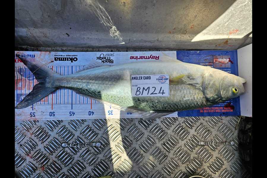 Jason Muir caught this 53.5cm Kahawai at Canterbury during The Export NZ Fishing Competition