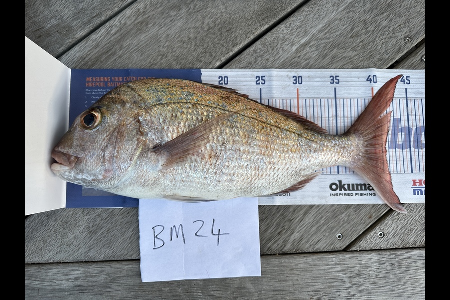 Ed Smit caught this 41.5cm Snapper at Northland during The Export NZ Fishing Competition