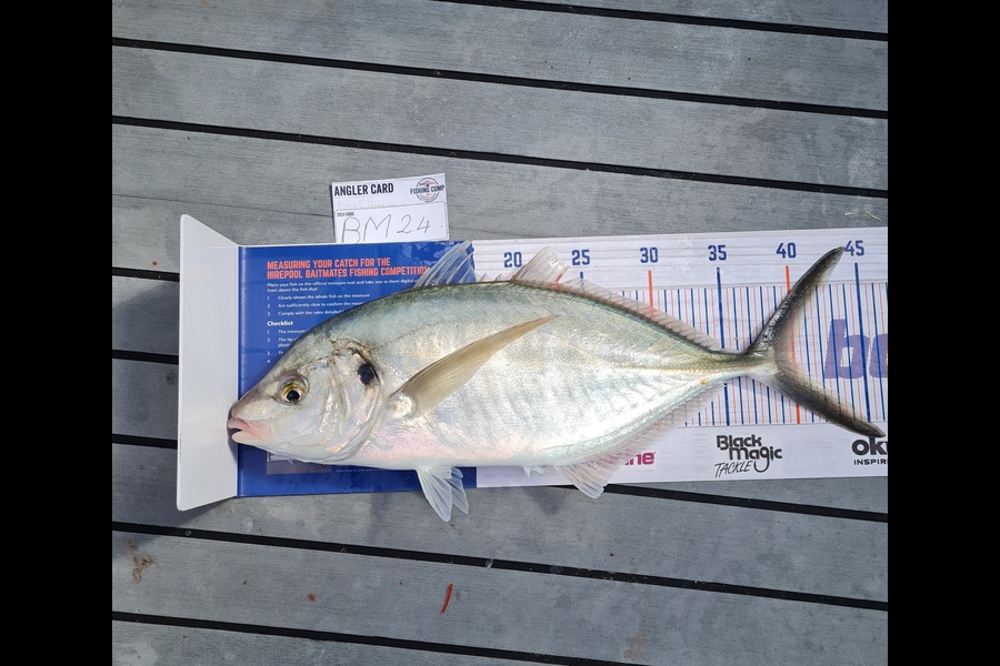 Malaky Williams caught this 40.0cm Trevally at Coromandel during The Export NZ Fishing Competition