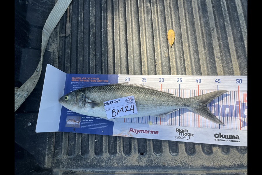 Tiaan Hudson caught this 41.5cm Kahawai at Northland during The Export NZ Fishing Competition