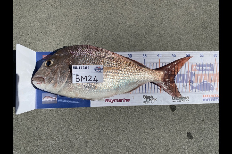 Aden Herbert caught this 45.0cm Snapper at Bay of Plenty during The Export NZ Fishing Competition