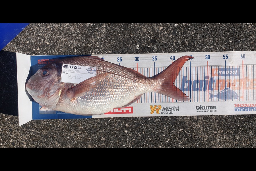 Ty Hayward caught this 40.0cm Snapper at Coromandel during The Export NZ Fishing Competition