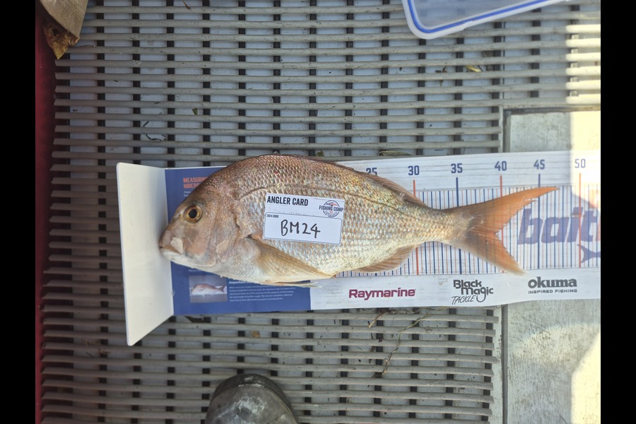 Scott Taylor caught this 39cm Snapper at Bay of Plenty during The Export NZ Fishing Competition