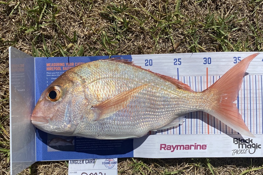 Nash Callesen caught this 34.0cm Snapper at Northland during The Export NZ Fishing Competition