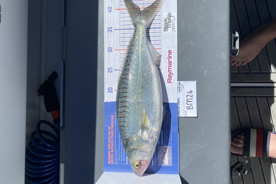 Nash Callesen caught this 39.0cm Kahawai at Northland during The Export NZ Fishing Competition