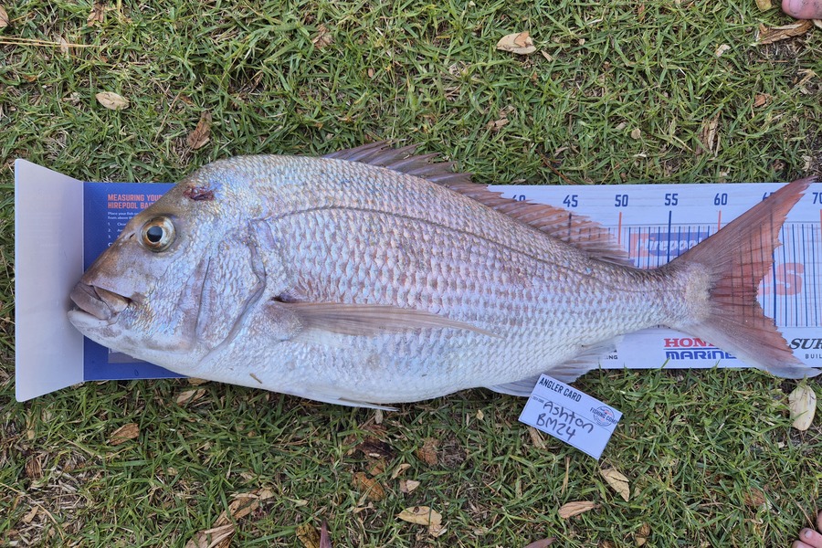 Ashton Burgess caught this 63.0cm Snapper at Bay of Plenty during The Export NZ Fishing Competition