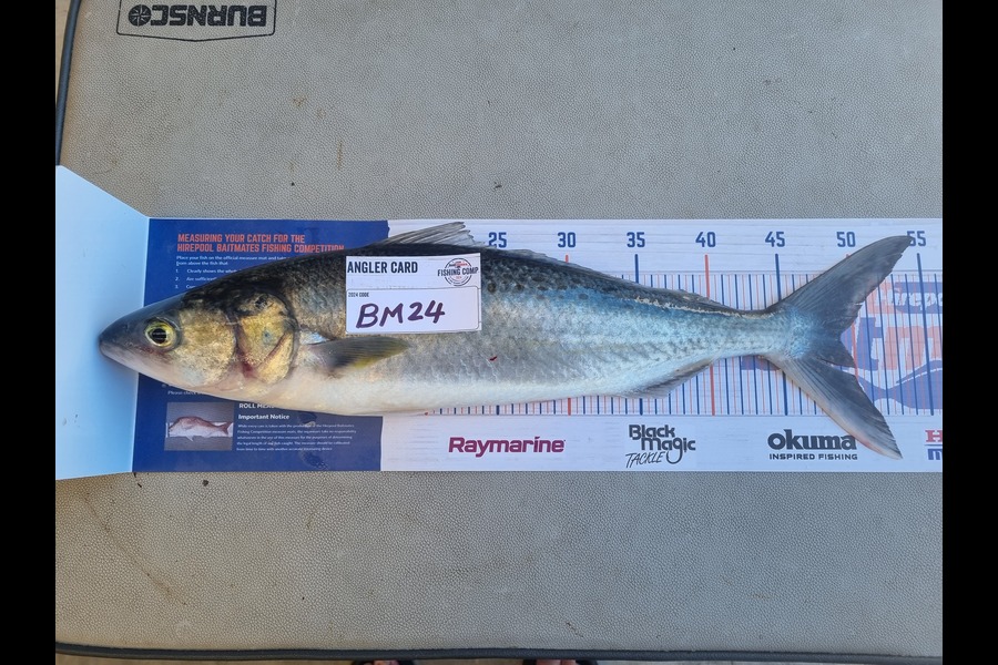 Steven Snow caught this 49cm Kahawai at Bay of Plenty during The Export NZ Fishing Competition