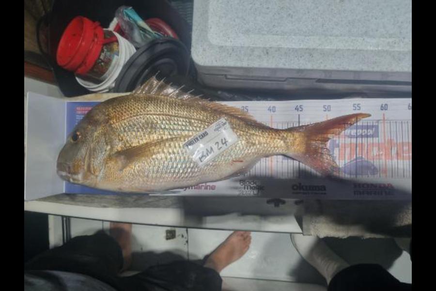 Craig Durbin caught this 49.5cm Snapper at Bay of Plenty during The Export NZ Fishing Competition