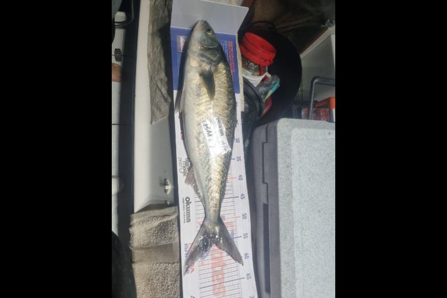 Craig Durbin caught this 55cm Kahawai at Bay of Plenty during The Export NZ Fishing Competition