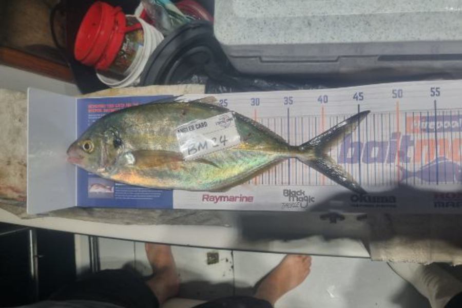 Craig Durbin caught this 40.5cm Trevally at Bay of Plenty during The Export NZ Fishing Competition