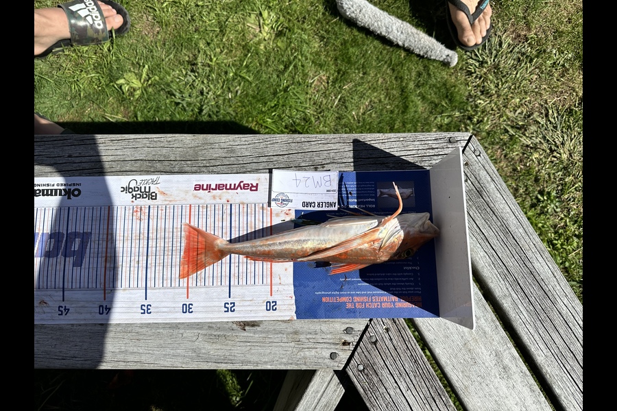 Nathan Brewster caught this 30.5cm Gurnard at Coromandel during The Export NZ Fishing Competition