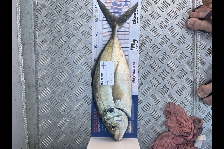 Shanon Imms caught this 46.0cm Trevally at Northland during The Export NZ Fishing Competition