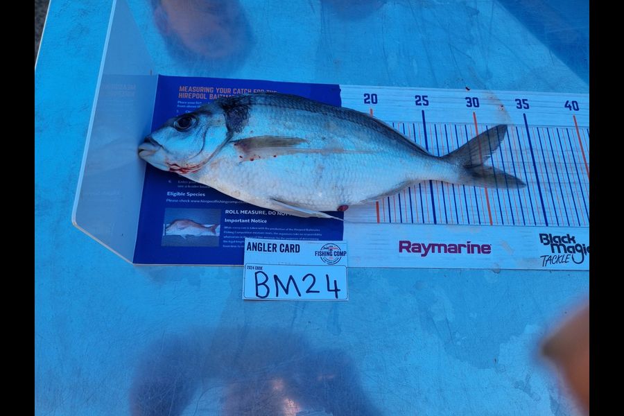 Quentin Edge caught this 30.0cm Tarakihi at Bay of Plenty during The Export NZ Fishing Competition