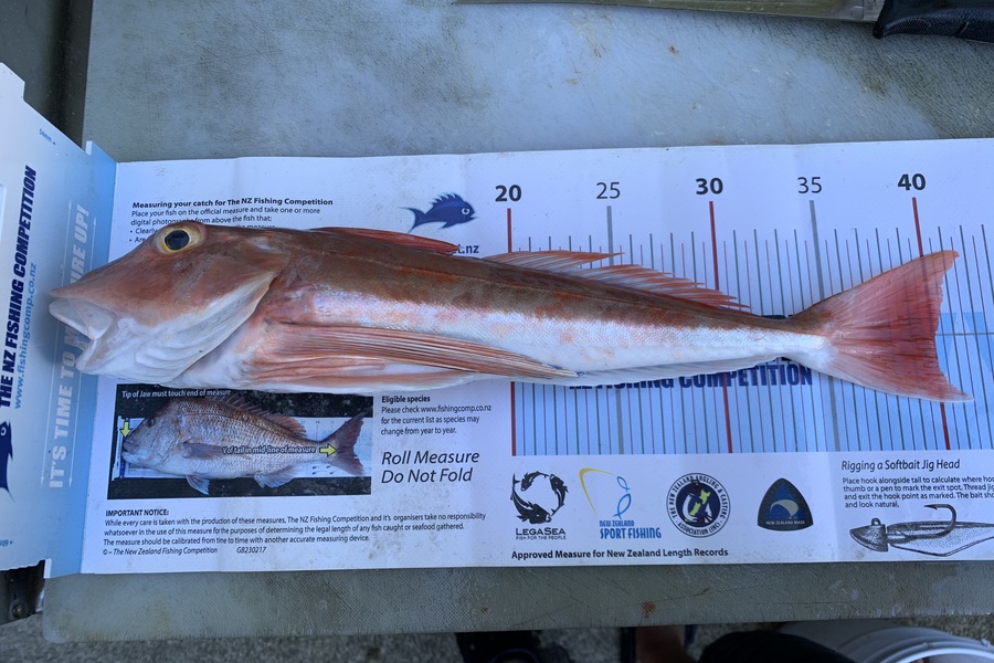 Greg George caught this 40.0cm Gurnard at Taranaki during The Export NZ Fishing Competition