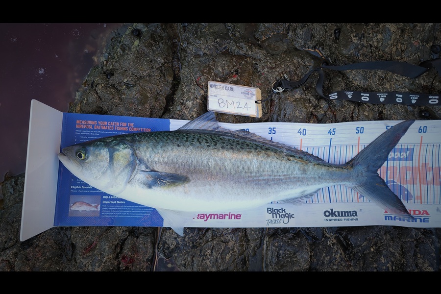Louis Marsh caught this 53.5cm Kahawai at Northland during The Export NZ Fishing Competition