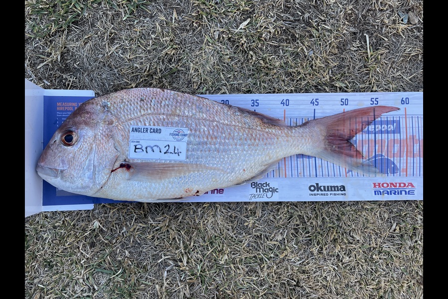 Luke Radovanovich caught this 50.5cm Snapper at Manawatu during The Export NZ Fishing Competition