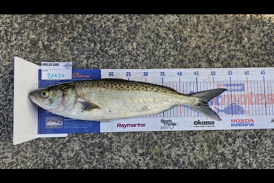 Sam Mccomb caught this 48cm Kahawai at Auckland during The Export NZ Fishing Competition