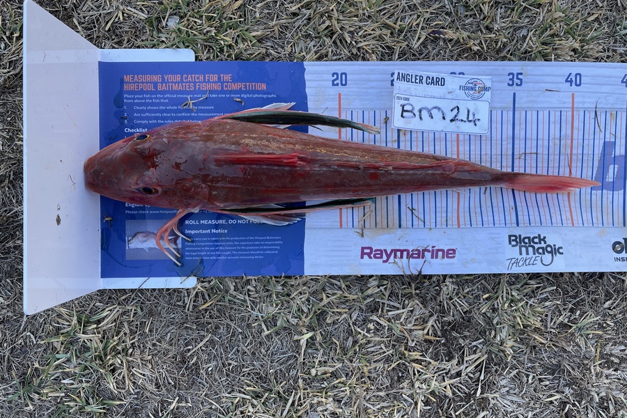 Luke Radovanovich caught this 39.0cm Gurnard at Manawatu during The Export NZ Fishing Competition