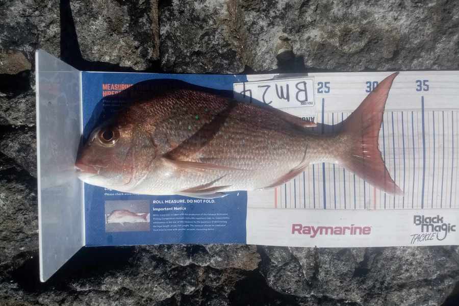 Bodhi Bishop Saunders caught this 30.5cm Snapper at Coromandel during The Export NZ Fishing Competition