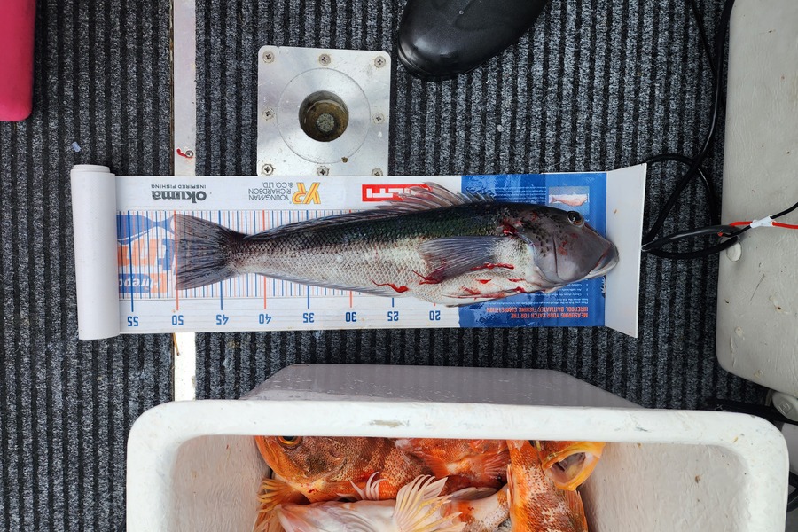 Matthew Hansen caught this 50.0cm Blue Cod at Canterbury during The Export NZ Fishing Competition