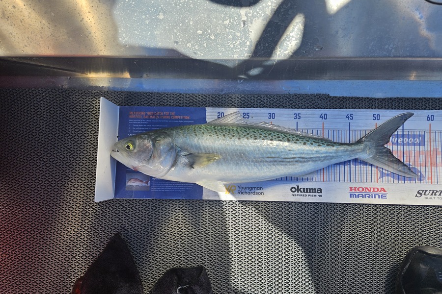 Mark Devantier  caught this 51.5cm Kahawai at Waikato during The Export NZ Fishing Competition