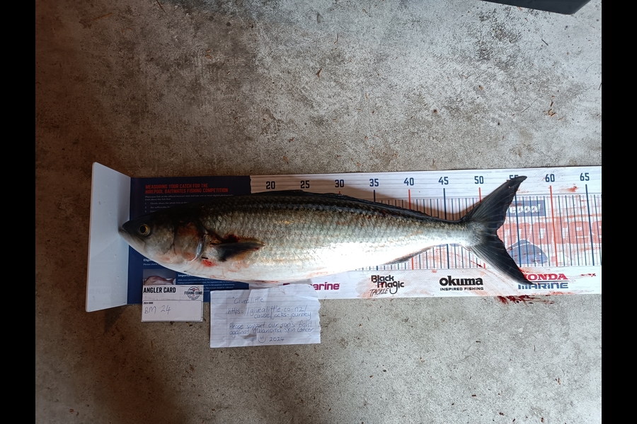 Tracy Holland caught this 52.0cm Kahawai at Nelson/Marlborough during The Export NZ Fishing Competition
