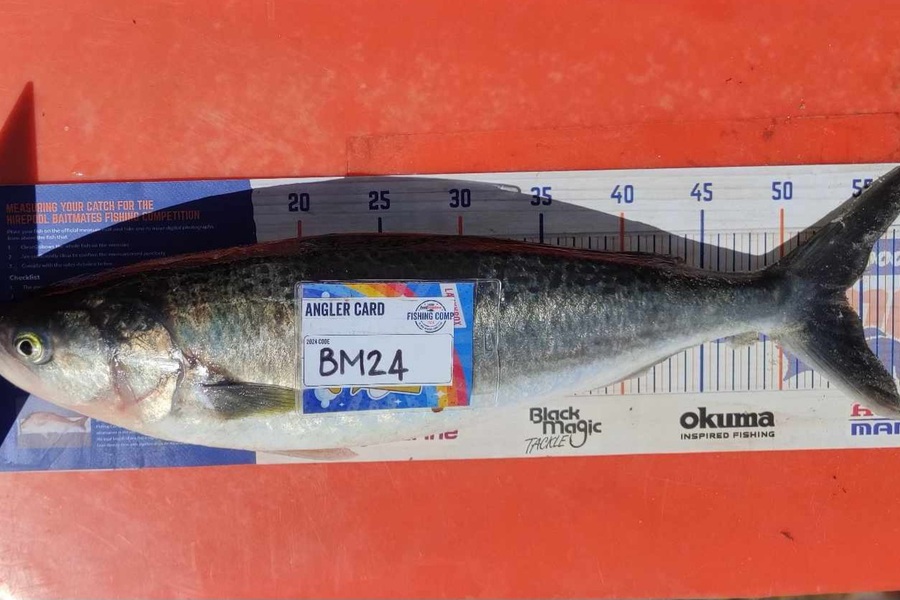 Zayn Haretuku caught this 54.0cm Kahawai at Northland during The Export NZ Fishing Competition