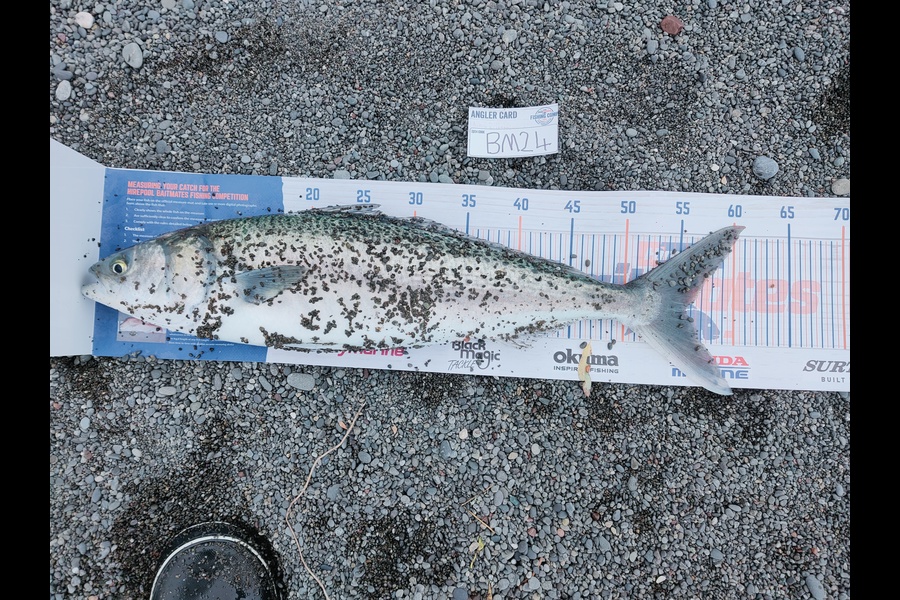 Marc Taylor caught this 51.5cm Kahawai at Canterbury during The Export NZ Fishing Competition