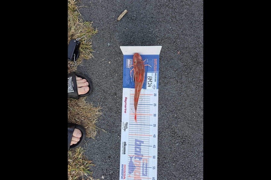 Nigel Beer  caught this 31.0cm Gurnard at Coromandel during The Export NZ Fishing Competition