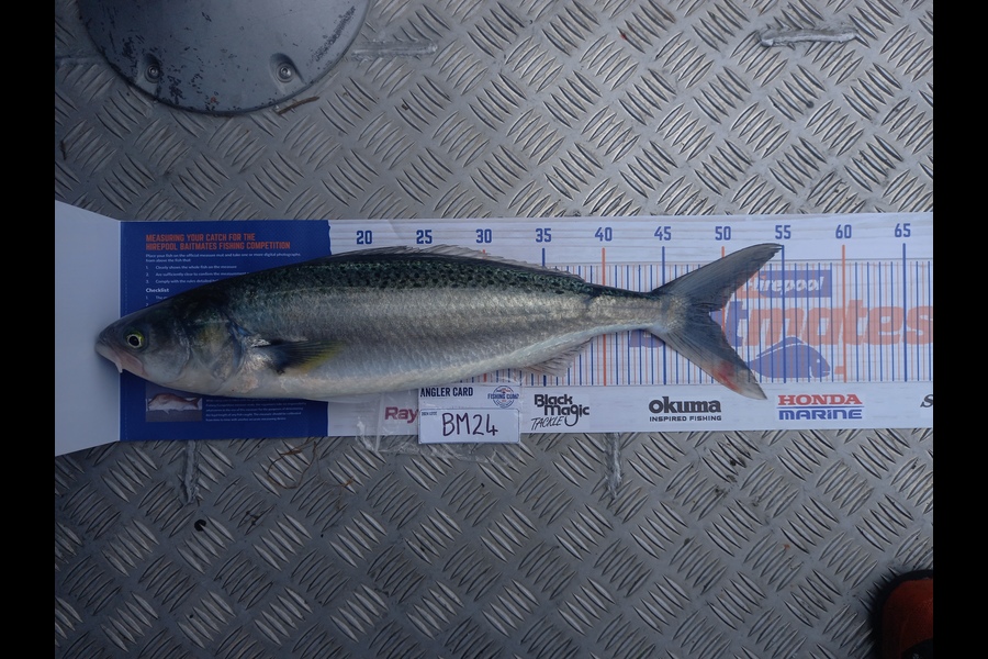Jayden Mills caught this 48.5cm Kahawai at Wellington during The Export NZ Fishing Competition