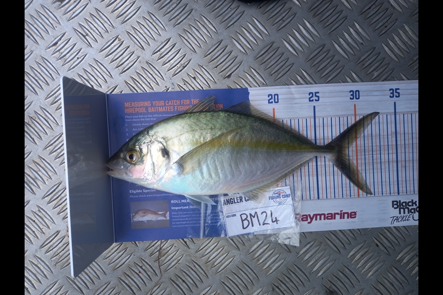 Jayden Mills caught this 28.5cm Trevally at Wellington during The Export NZ Fishing Competition