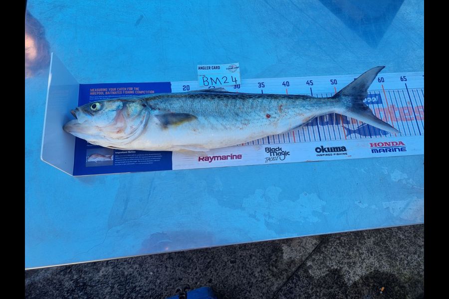 Quentin Edge caught this 55.0cm Kahawai at Bay of Plenty during The Export NZ Fishing Competition