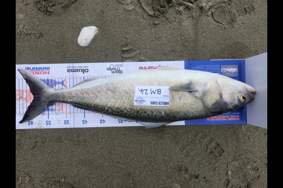 Nick Powell caught this 59.0cm Kahawai at Canterbury during The Export NZ Fishing Competition