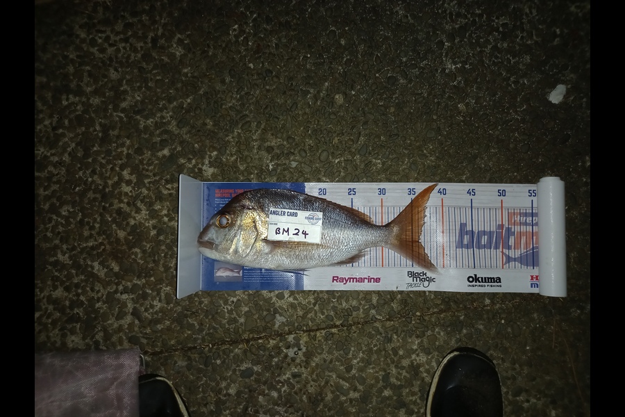 Gary Mulder caught this 36.0cm Snapper at Auckland during The Export NZ Fishing Competition