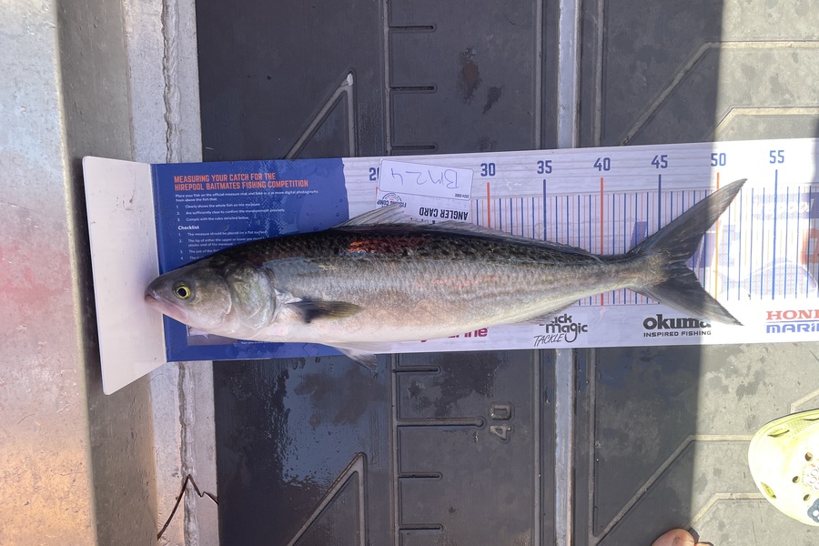 Alex White caught this 47.0cm Kahawai at Northland during The Export NZ Fishing Competition