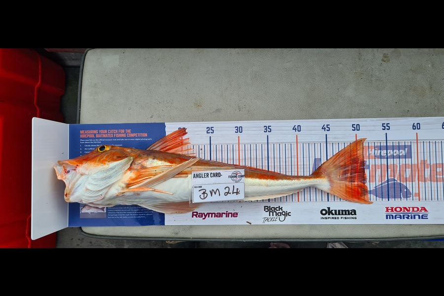 Steve Roberts caught this 51.0cm Gurnard at Nelson/Marlborough during The Export NZ Fishing Competition