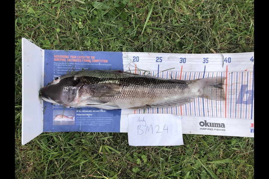 Andy Lash caught this 39.0cm Blue Cod at Nelson/Marlborough during The Export NZ Fishing Competition