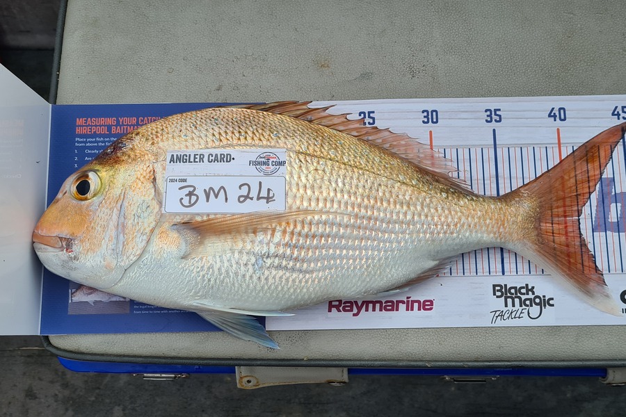 steve Roberts caught this 41.0cm Snapper at Nelson/Marlborough during The Export NZ Fishing Competition
