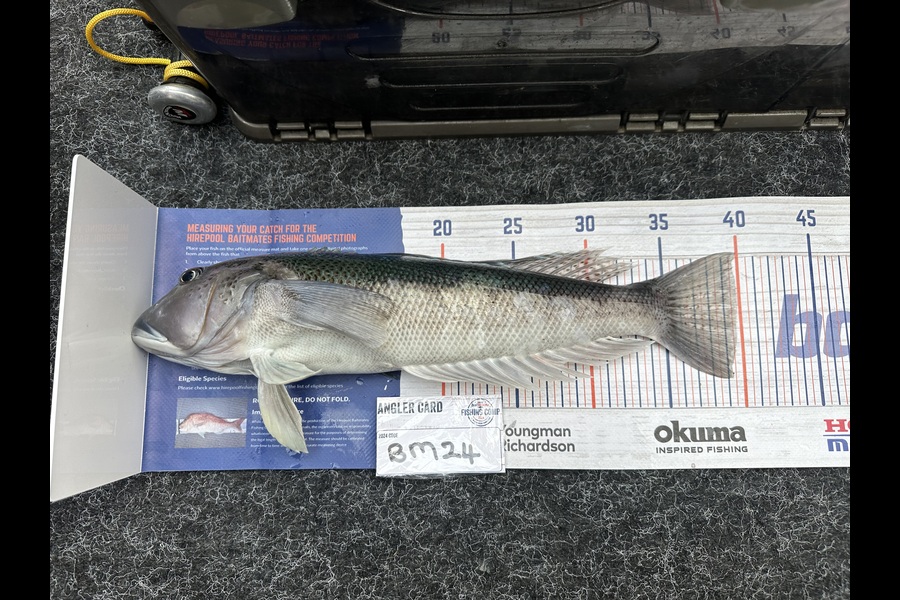 Michael Carstairs caught this 39.5cm Blue Cod at Canterbury during The Export NZ Fishing Competition