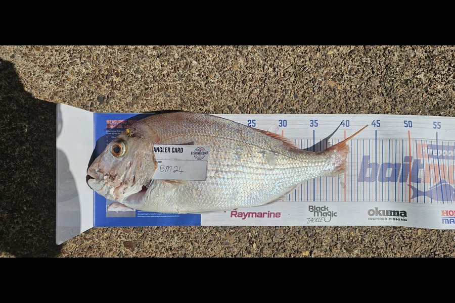 Isabella McMillin caught this 40cm Snapper at Auckland during The Export NZ Fishing Competition