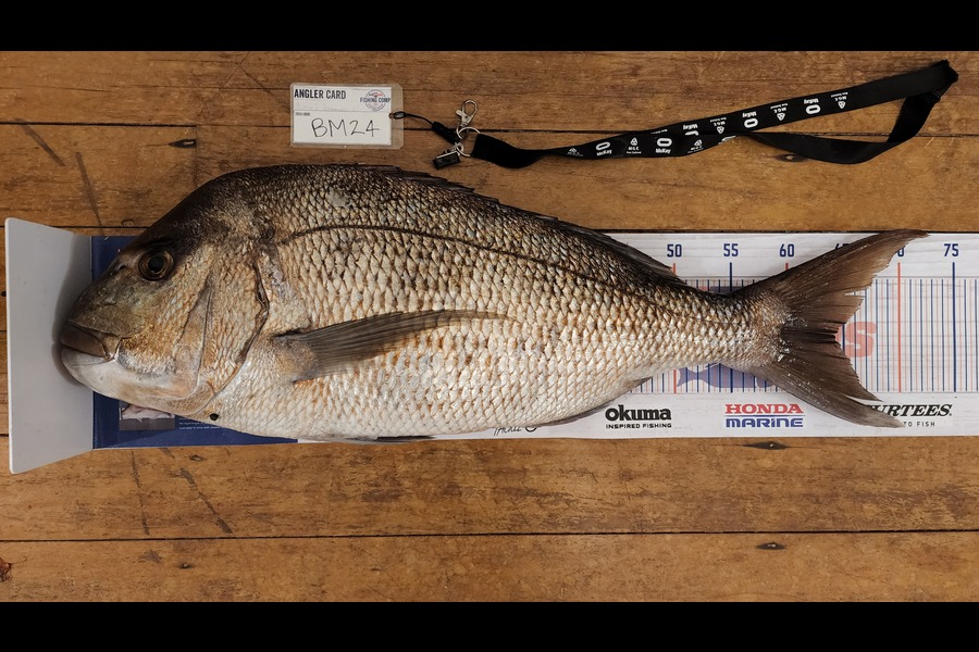Louis Marsh caught this 64cm Snapper at Northland during The Export NZ Fishing Competition