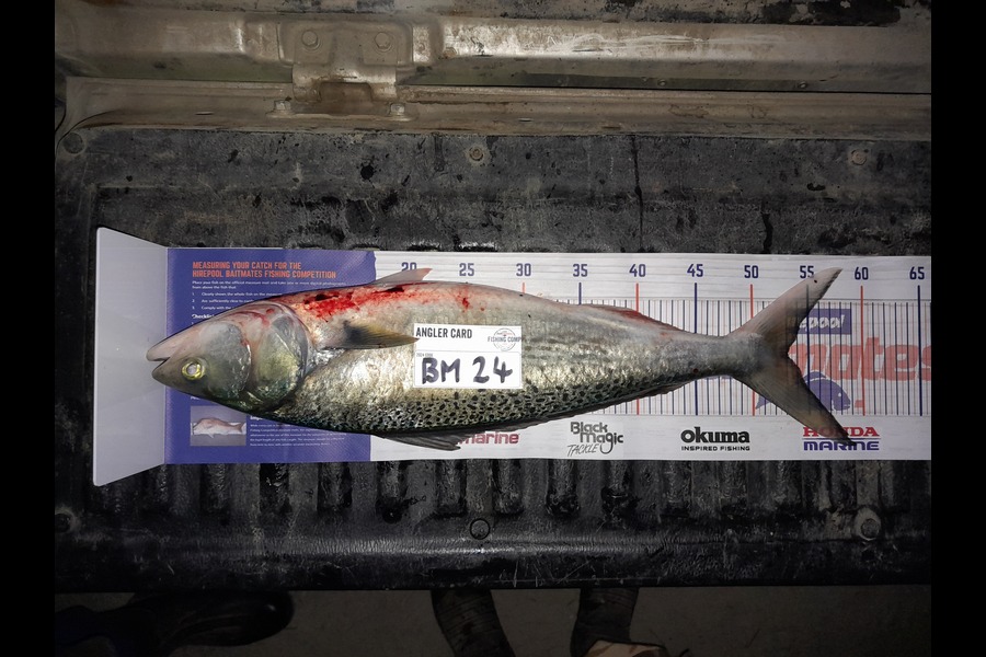 Glenn Morphett caught this 53.0cm Kahawai at Northland during The Export NZ Fishing Competition