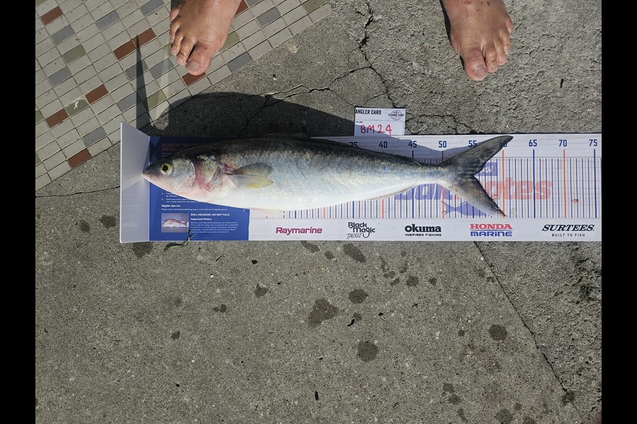 David  Douglas  caught this 55.0cm Kahawai at Wellington during The Export NZ Fishing Competition