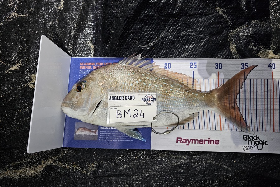 Frikkie Peens caught this 33.0cm Snapper at Bay of Plenty during The Export NZ Fishing Competition