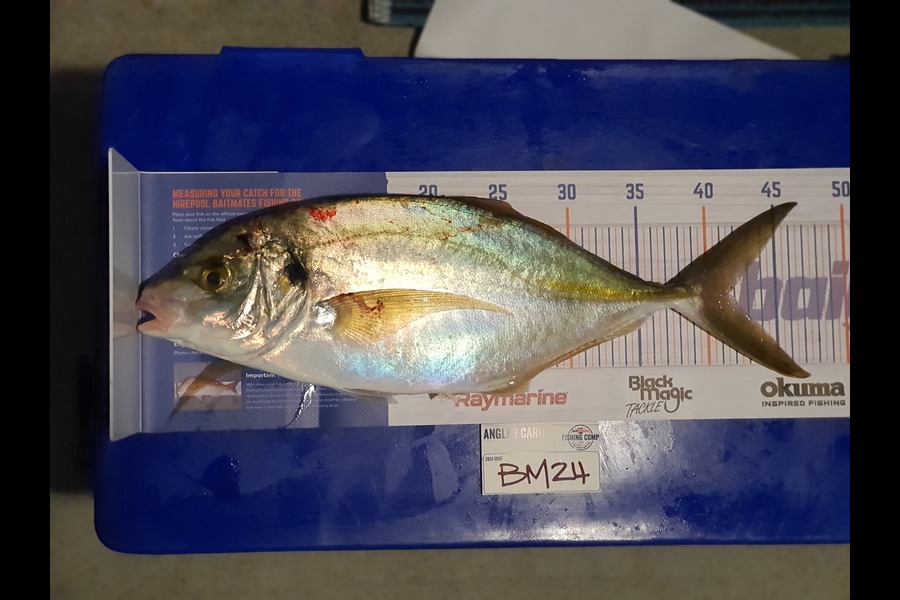 Rob Murphy caught this 41.5cm Trevally at Bay of Plenty during The Export NZ Fishing Competition