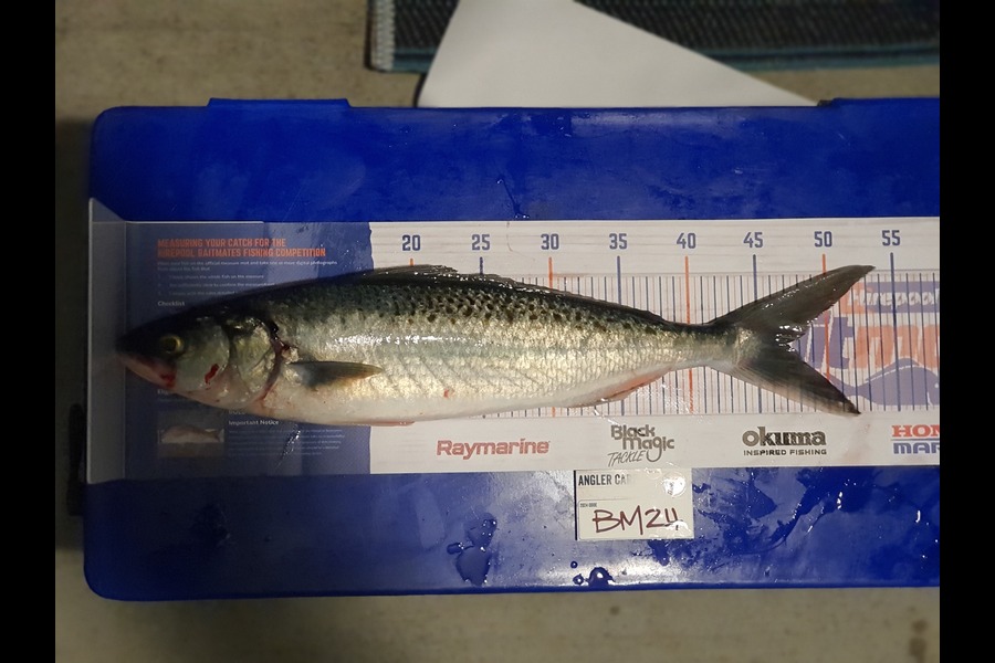 Rob Murphy caught this 47.0cm Kahawai at Bay of Plenty during The Export NZ Fishing Competition