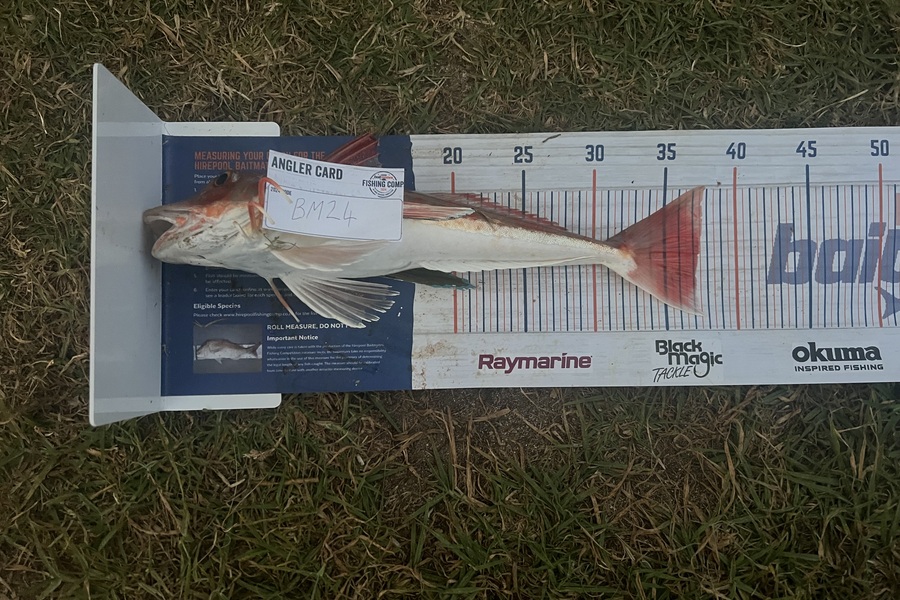 Ziggy Bolstad caught this 37cm Gurnard at Northland during The Export NZ Fishing Competition